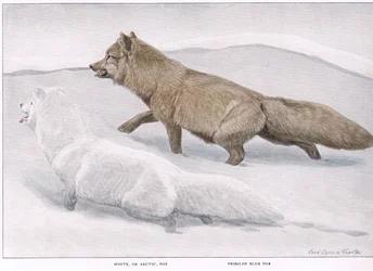 Raposa ártica